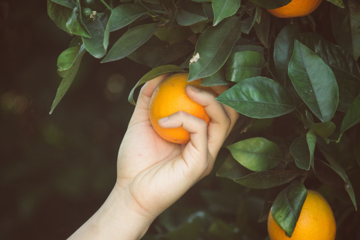 Frutta fresca selezionata con colori vivaci